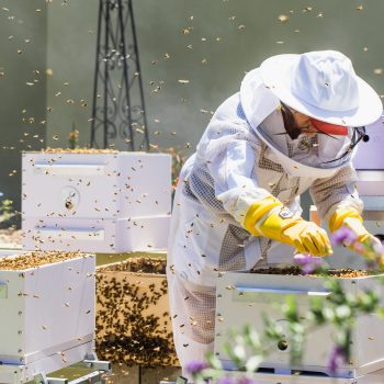 a-woman-beekeeper-works-with-beehives.jpg