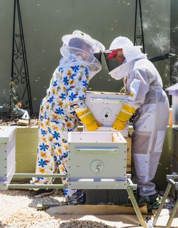 beekeeper-controlling-beehive-and-comb-frame-harvesting-honey-beekeeping-concept-1-1.jpg