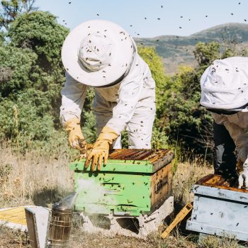 beekeeper-working-collect-honey-1-2.jpg