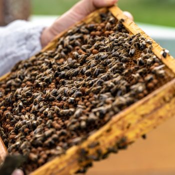 beekeepers-inspect-bees-on-a-wax-frame-in-a-beekeeping.jpg